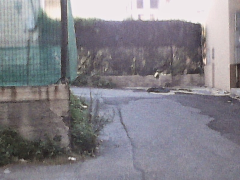 Reggio Sporcizia E Degrado Nel Rione Marconi FOTO