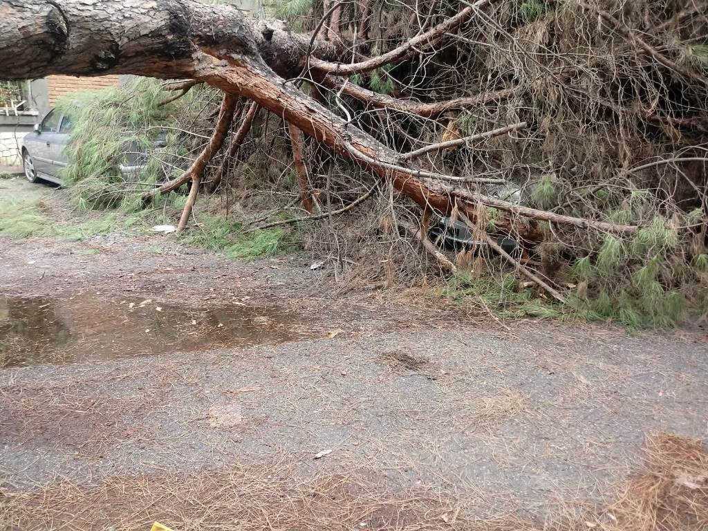 Reggio Calabria Grosso Albero Crolla Su Auto Tragedia Sfiorata Foto