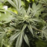 Colorado and Washington approve marijuana legalization