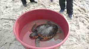 La tartaruga Caretta Caretta recuperata da Guardia costiera