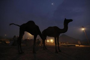 epa03942807 Camels stand near Rajasthani camel vendors by night during the Pushkar Fair or Pushkar ka Mela, one of the world's largest cattle fair, in Pushkar, Rajasthan state, India, 09 November 2013. Around 50,000 camels are shaved, decorated and sold during the festival. Thousands of devotees gather annually at Pushkar Lake in October or November, close to the full moon day of Kartik Poornima to take a holy dip.The colorful five-day cattle fair is held during this period.  EPA/DIVYAKANT SOLANKI