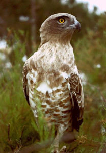 Aquila_dei_serpenti_biancone stirone