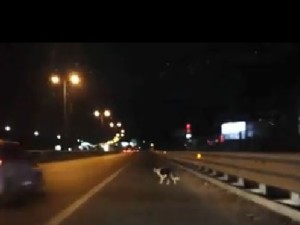 cane in autostrada