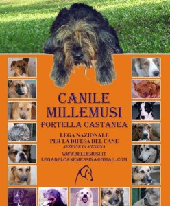 canile millemusi messina