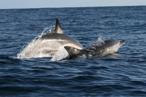 Il delfino comune (Delphinus delphis), Ã¨ una specie che da qualche anno sembra aumentare nelle acque delle Eolie