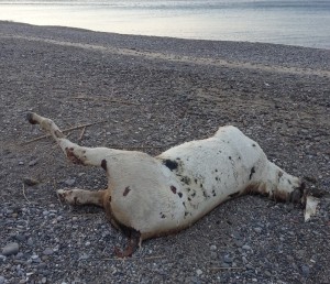 cavallo morto in spiaggia