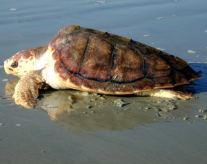 caretta-caretta