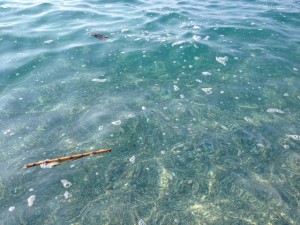 segnalazione spiaggia san saba