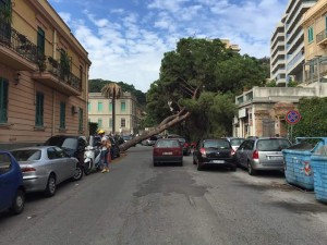 albero cade sulla circonvallazione messina