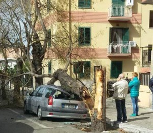 albero auto reggio