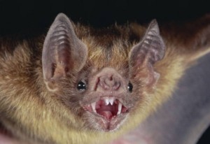 pipistrello