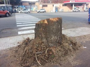 alberi tagliati viale europa messina (6)