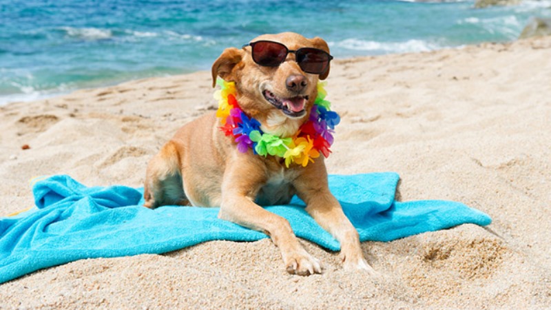 cane spiaggia