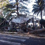 Reggio Calabria albero crollato sottozero (1)