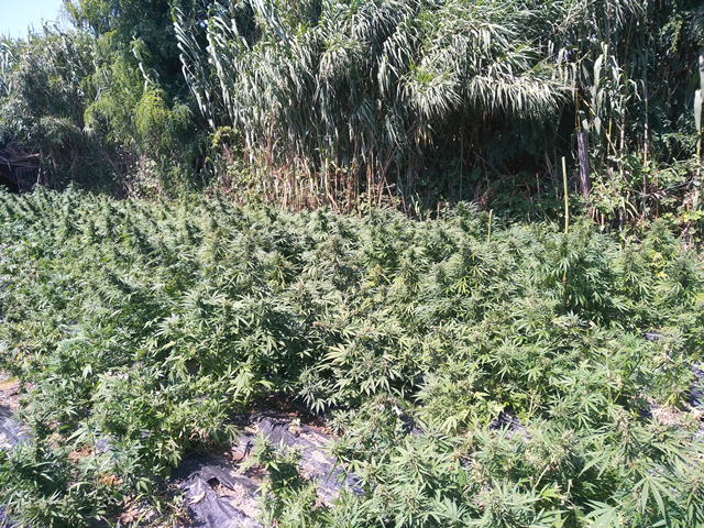 Marijuana Rosarno Reggio Calabria