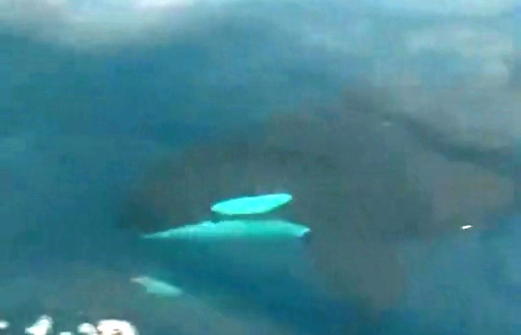 orche stretto
