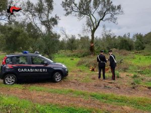 carabinieri furto legna