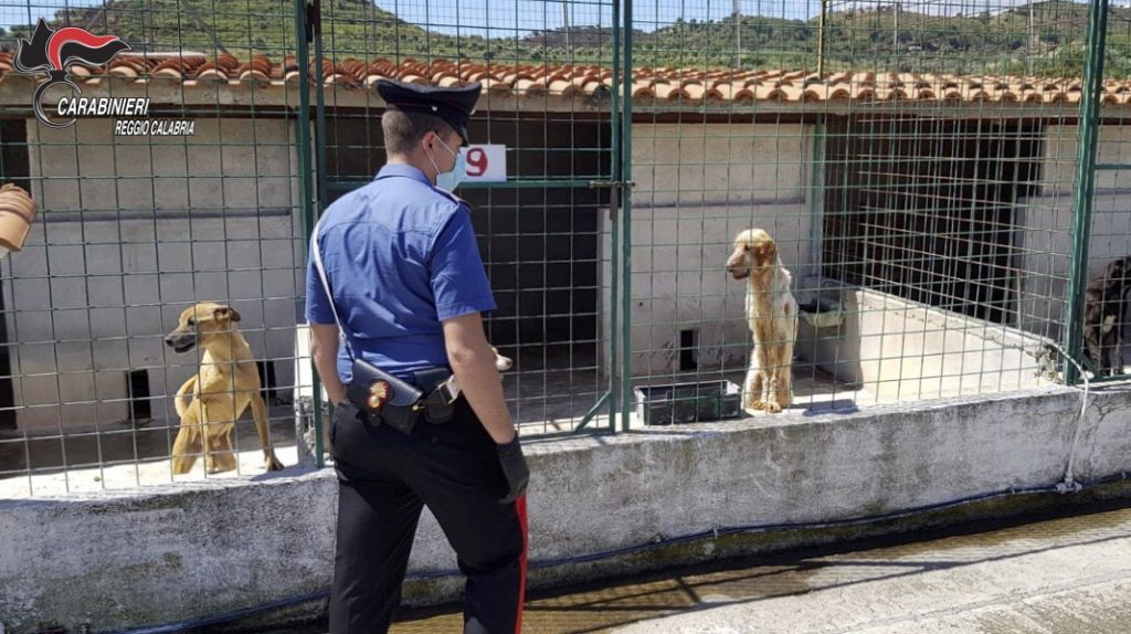 Reggio Calabria sequestro canile irregolare