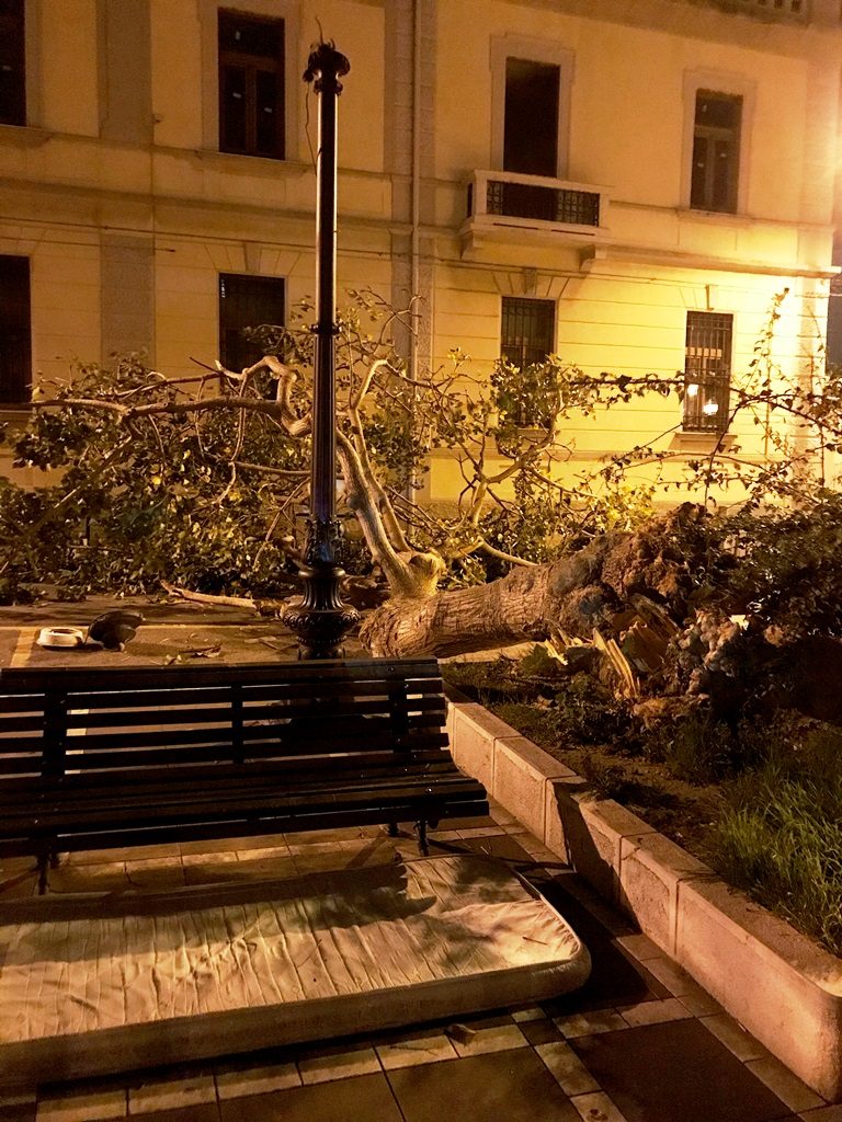 Reggio Calabria Grosso Albero Sradicato Dal Forte Vento A Piazza Sant Agostino Strada Chiusa