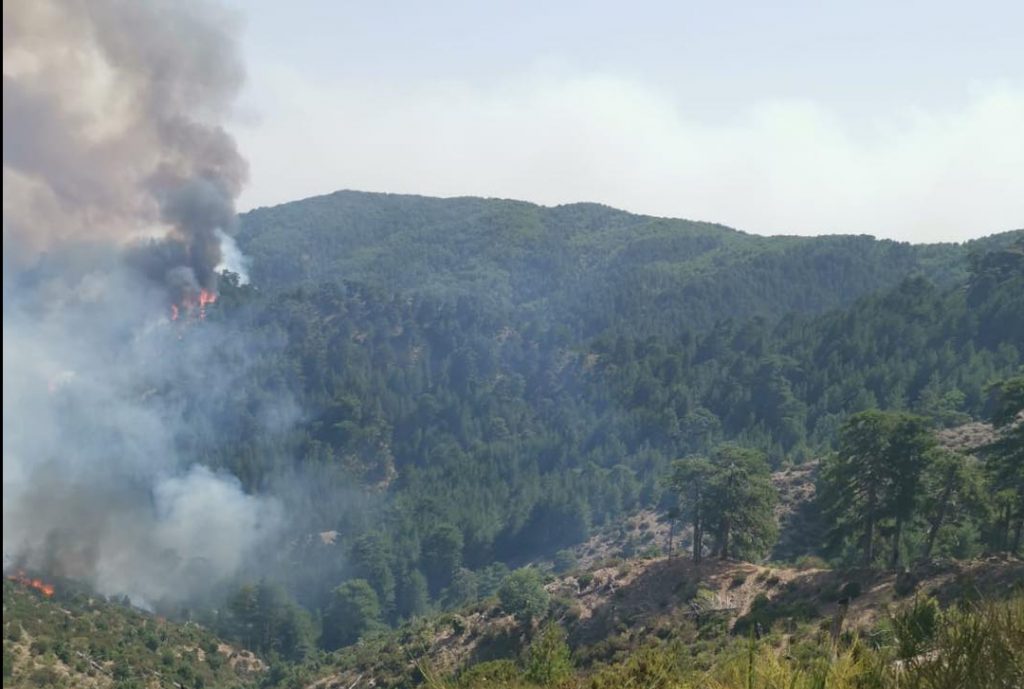 incendi aspromonte