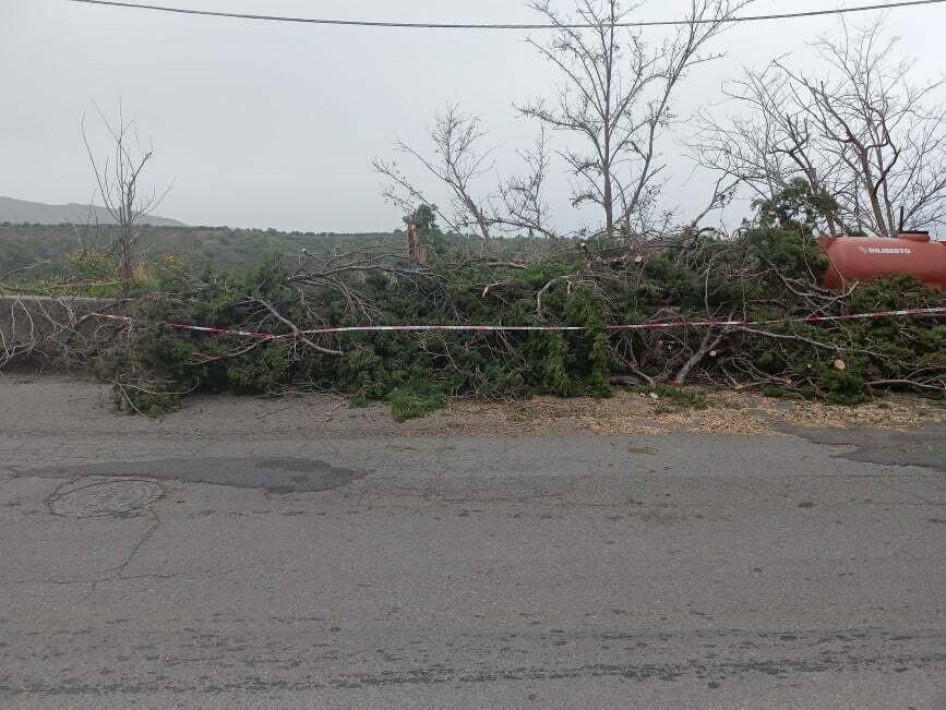 Albero cade in strada a Croce Valanidi Reggio Calabria