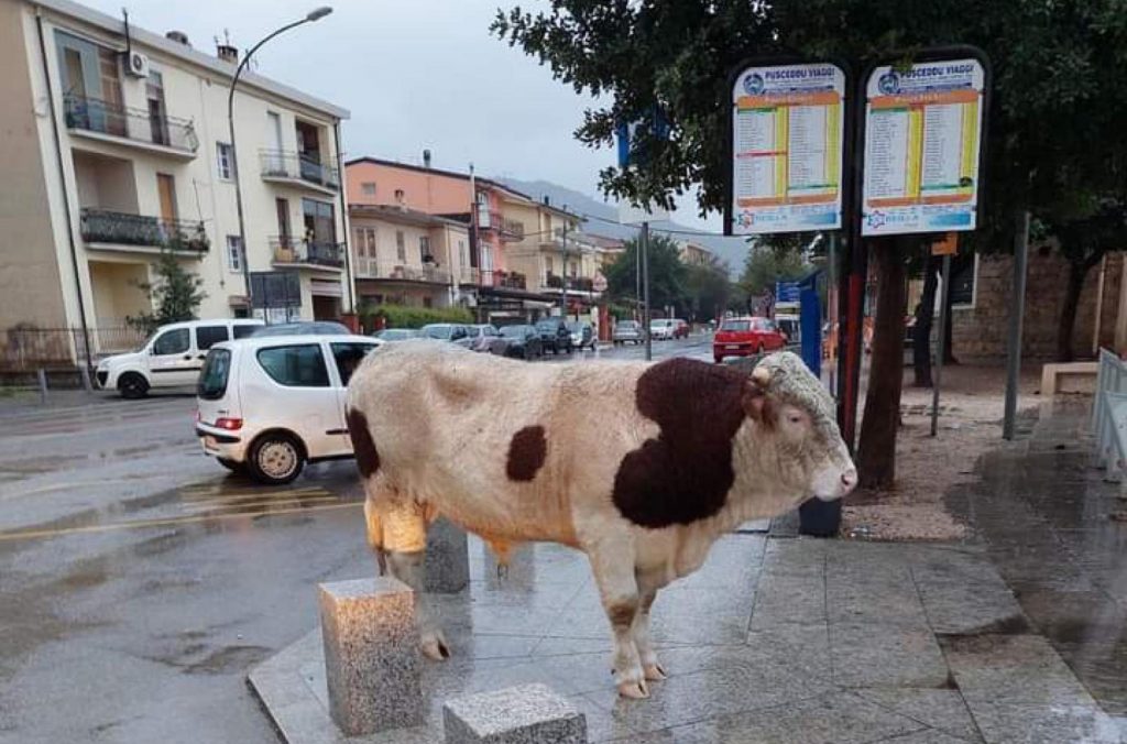 Toro in fila davanti edicola-tabacchi a Tortolì