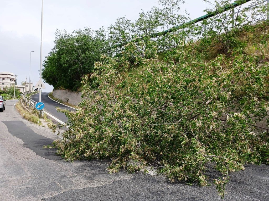 albero crollato vento