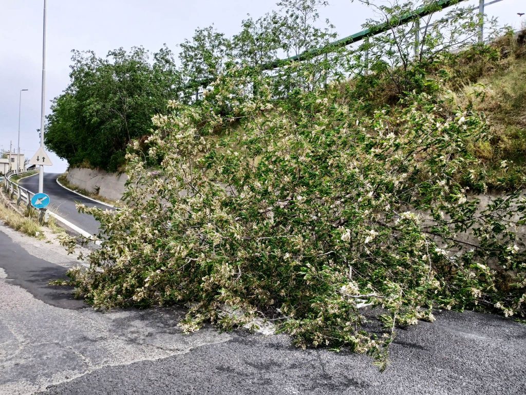 albero crollato vento