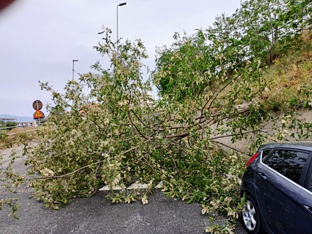 albero crollato vento