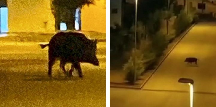 cinghiale a cosenza