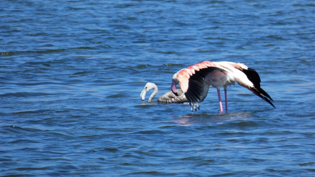 Fenicotteri rosa Saline di Trapani (2)