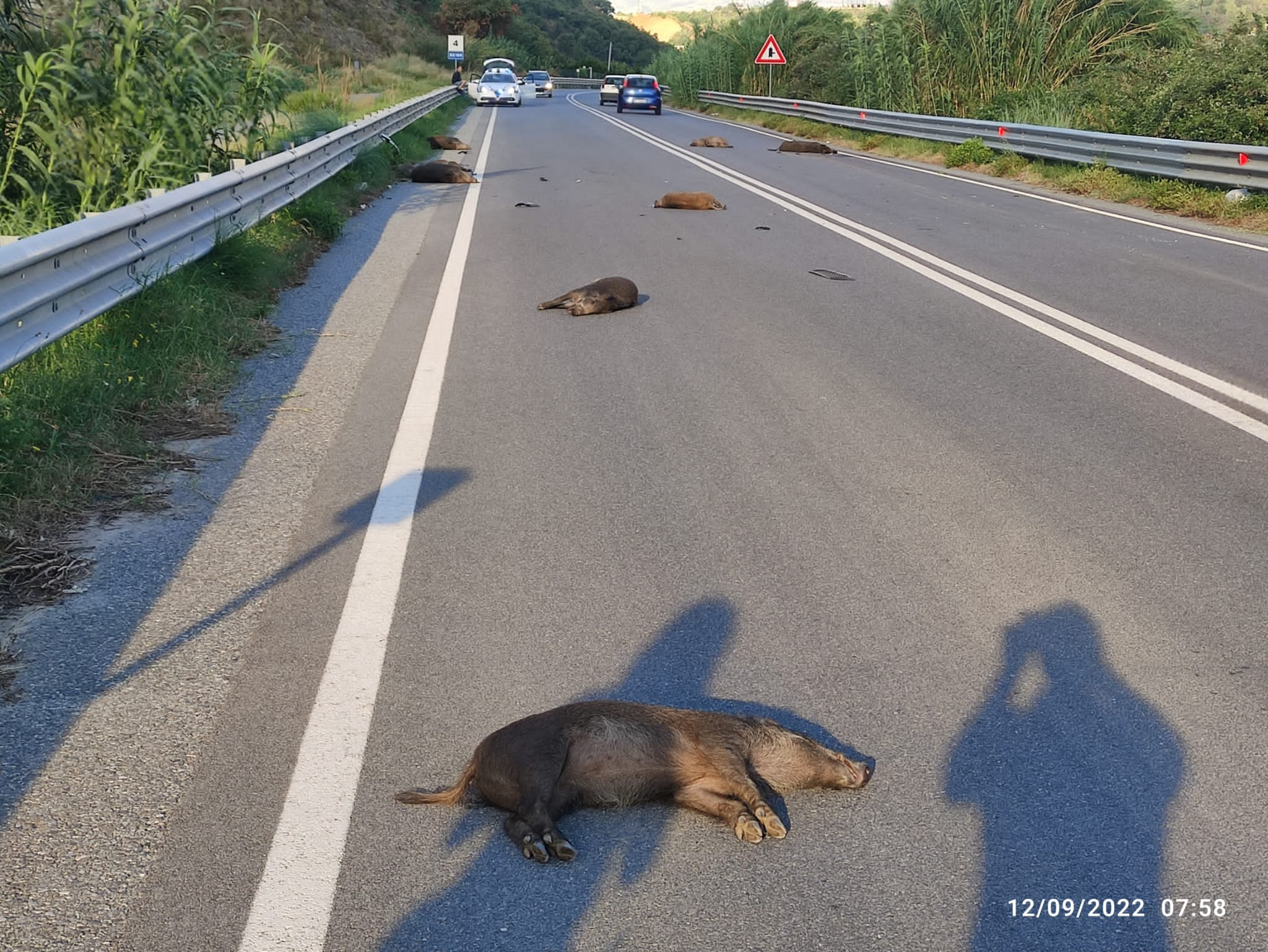 cinghiali morti incidente gallico gambarie