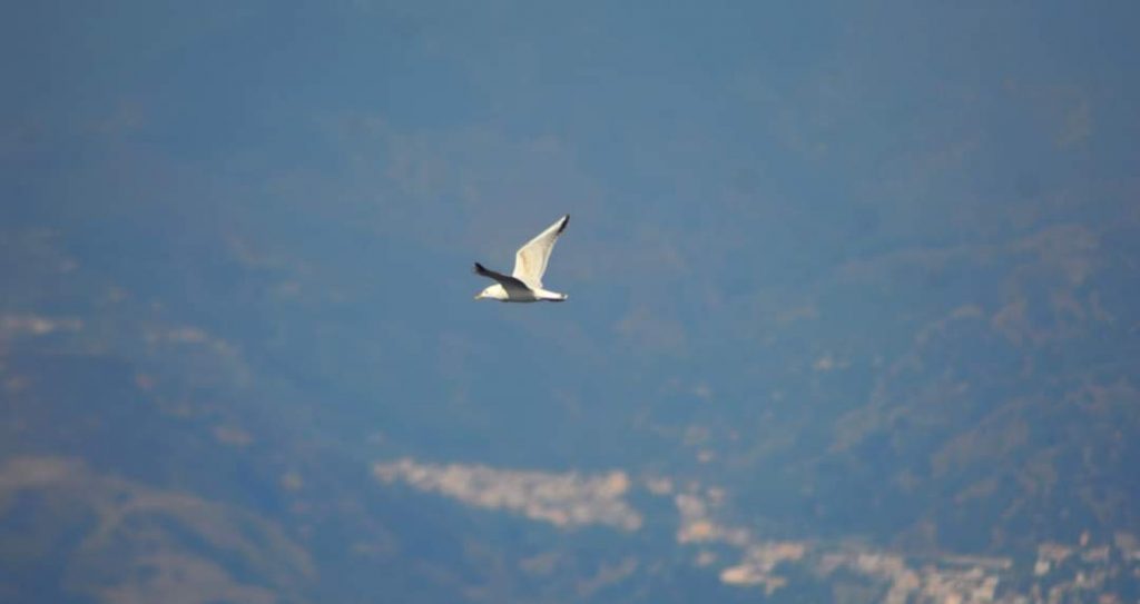 Uccelli Stretto Messina