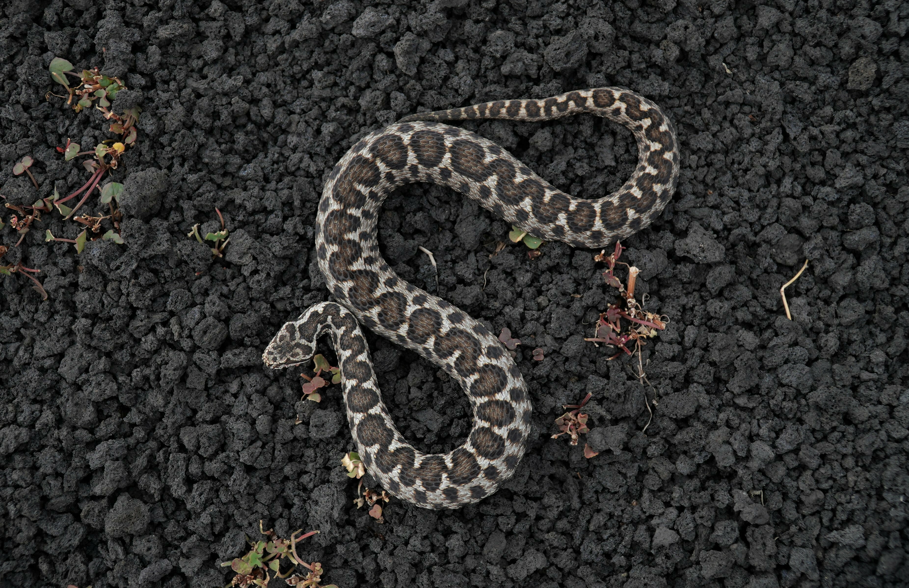 Vipera aspis hugyi