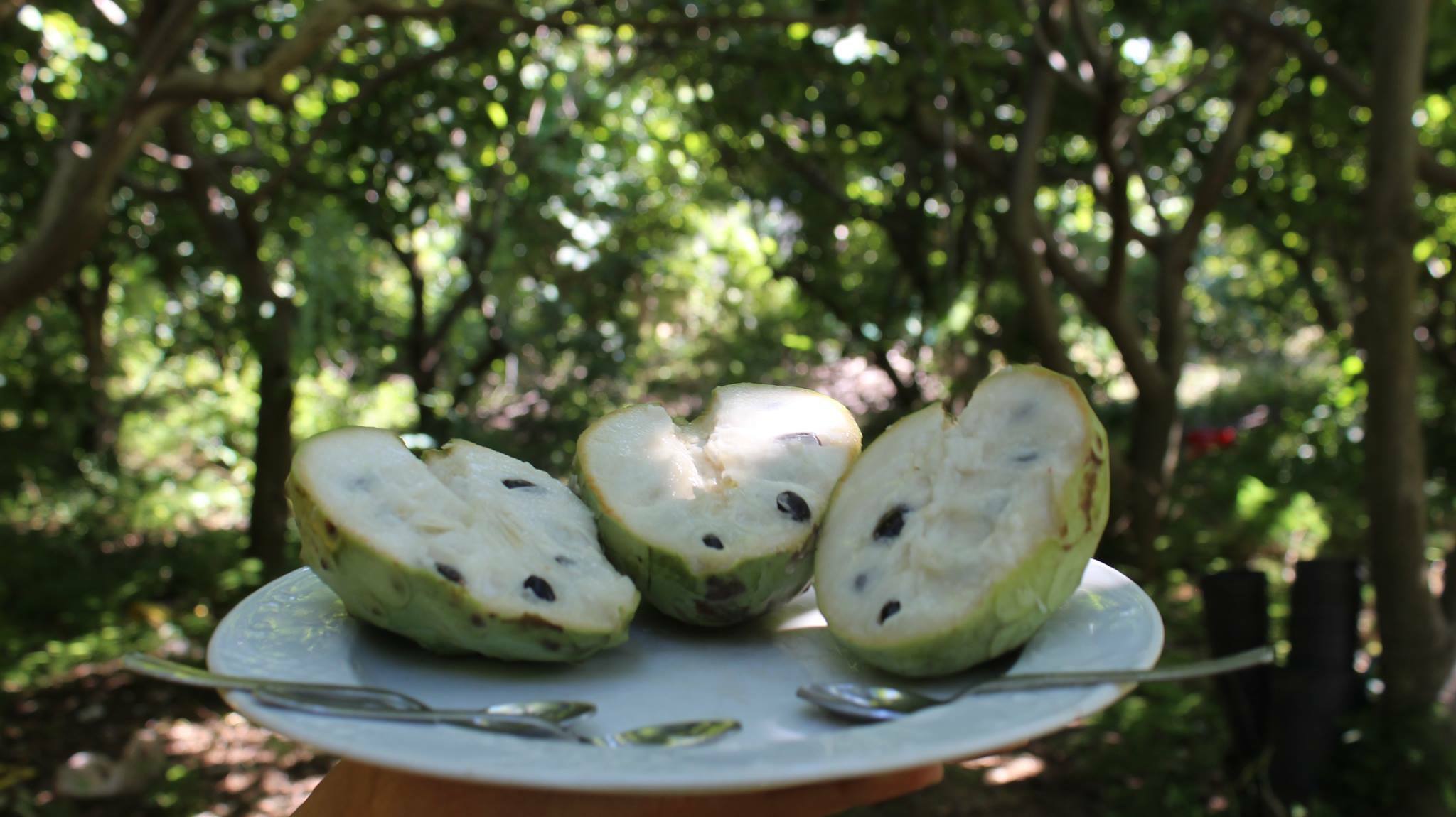 annona reggio calabria