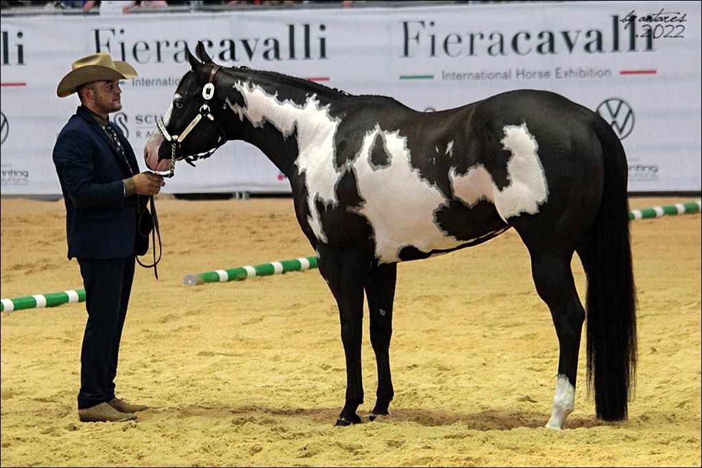 Carmelo Scaramozzino cavallo Paint Horse