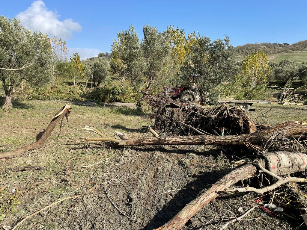 Coldiretti alberi sradicati devastazione dopo il nubifragio