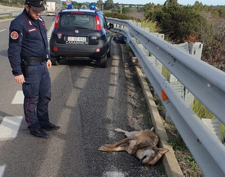 carabinieri lupo morto