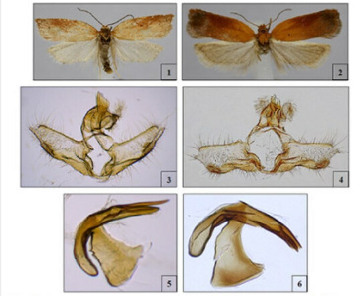 micro-lepidottero