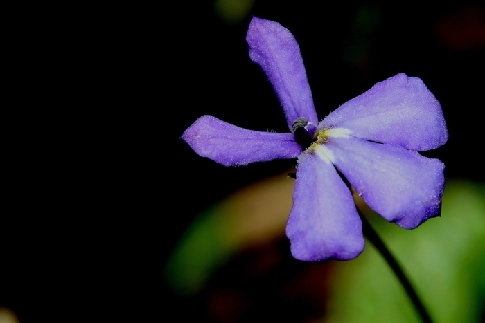 pianta erbacea perenne