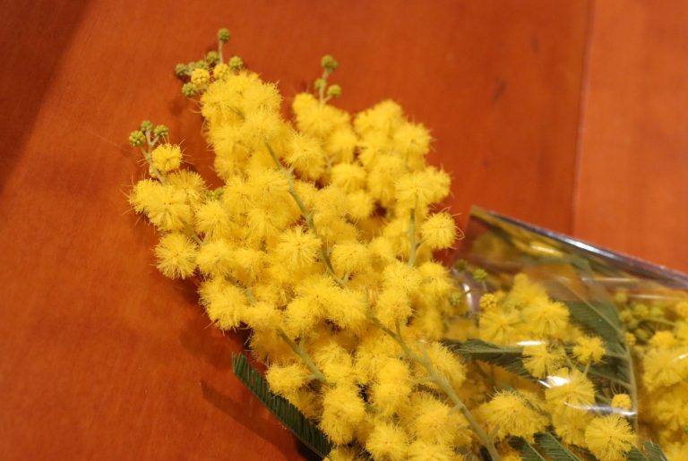 Mimosa - Festa della donna