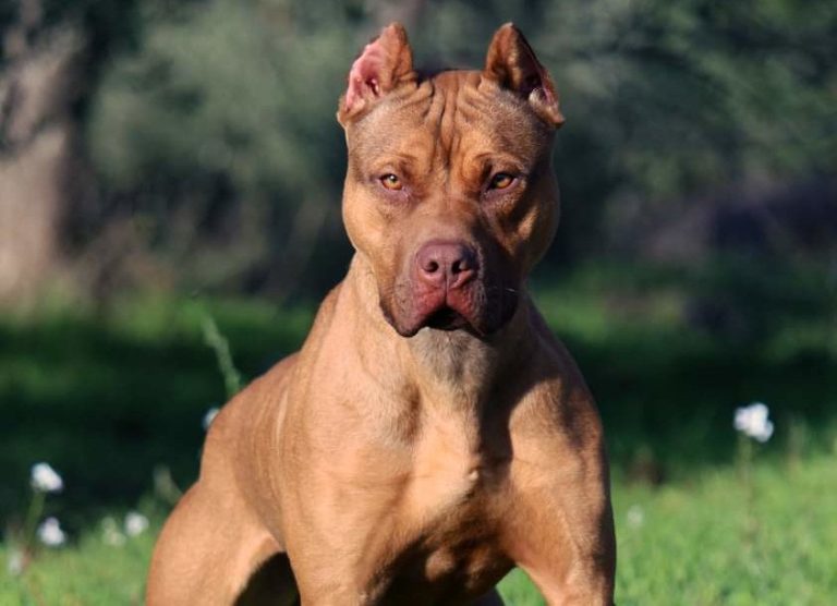 pitbull