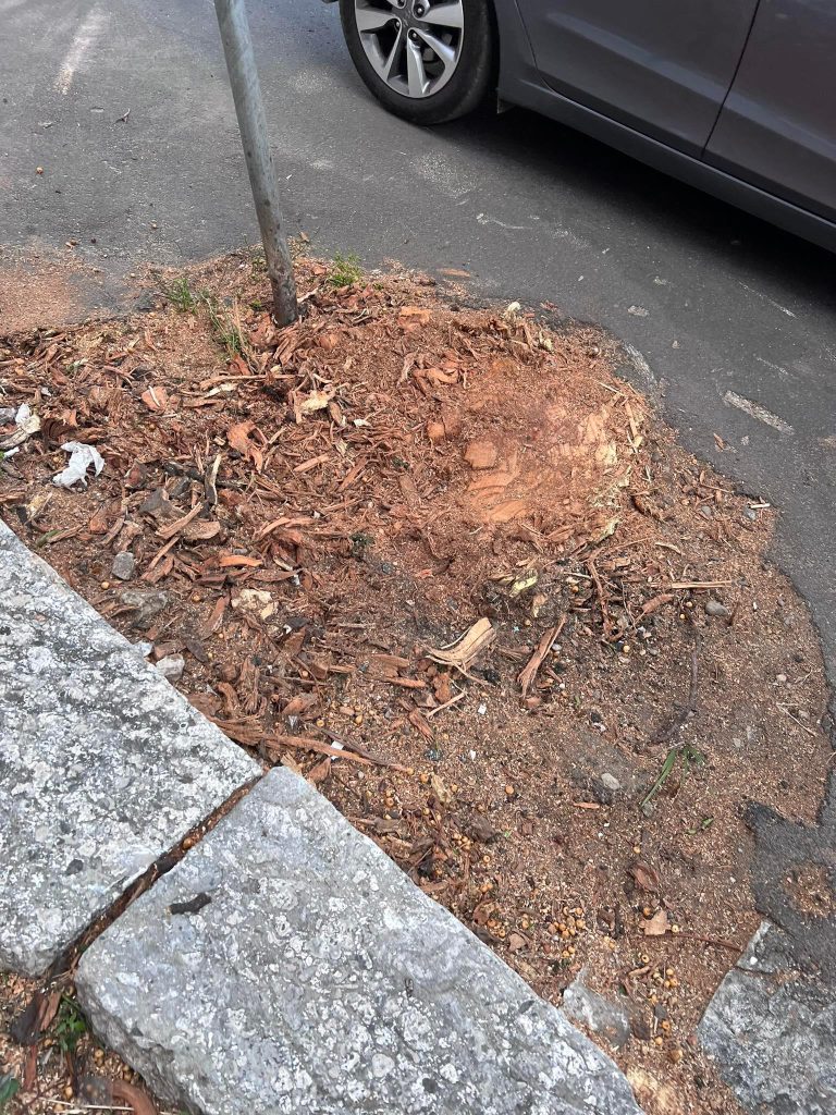 Alberi abbattuti intorno a Piazza De Nava