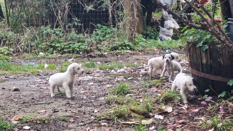 cuccioli aspromonte