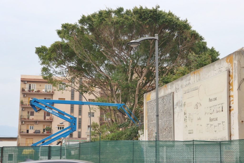 Abbattimento alberi Piazza della Pace Reggio Calabria