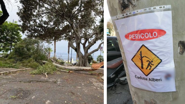 alberi caduti reggio calabria