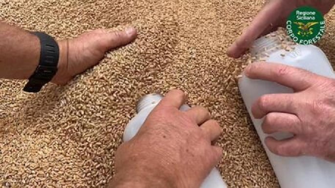 controlli grano