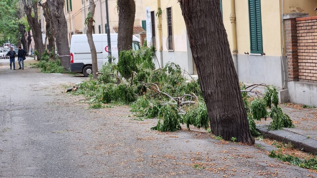 potatura alberi via galilei