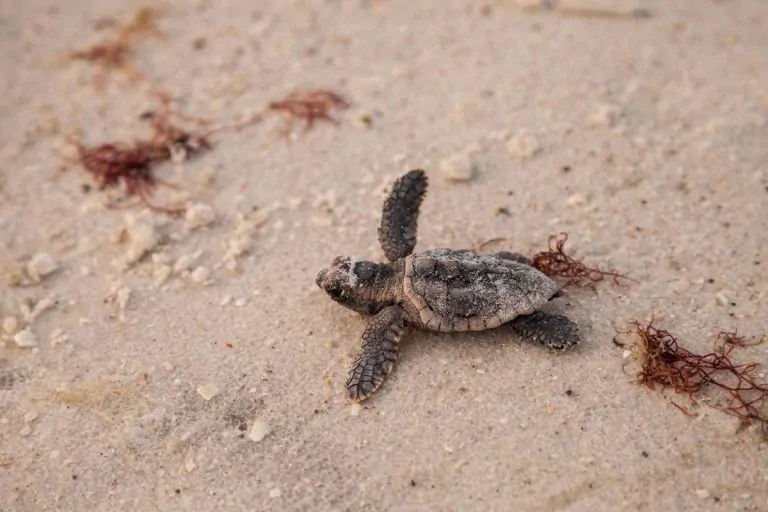 caretta caretta