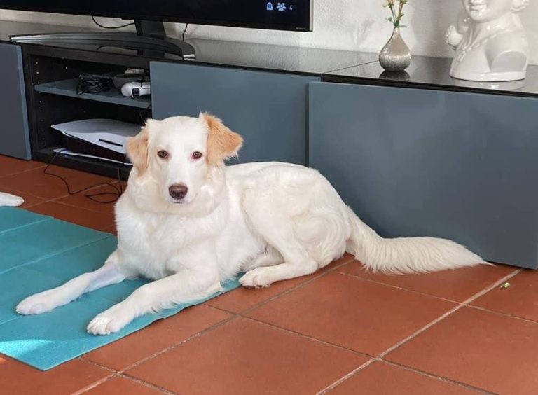 cagnolina nora smarrita